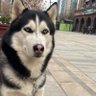 Pengfei's profile picture