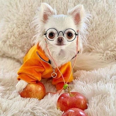 Chihuahua Cute's profile picture