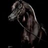 ( الحُرَ المٌهابَ )'s profile picture