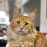 Choco Almond Lychee's profile picture