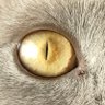 Profilbild von Gojira