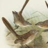 GrassWren's profile picture