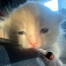 marco's profile picture