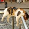 長澤ケンイチ(ラファエル) profil fotoğrafı