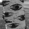 A Birch Tree 的头像