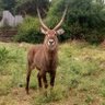 opige noah profil fotoğrafı