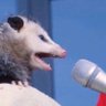 Profilbild von The Based Possum