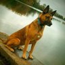 A Belgian Malinois In Scotland 🏴󠁧󠁢󠁳󠁣󠁴󠁿's profile picture
