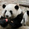 一格叶儿粑 profil fotoğrafı