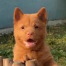 Фото профиля 宠物出国资料办理【chinese dog】🐶