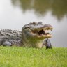 Gator Gang 的头像