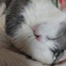 じゃーちゃん 的头像