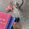 nour.alshab's profile picture
