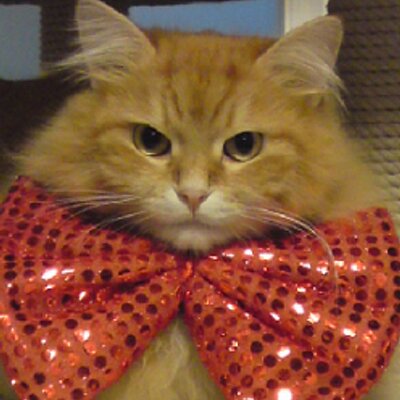 hantoky's profile picture