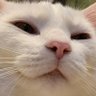 Profilbild von moffyzerasek