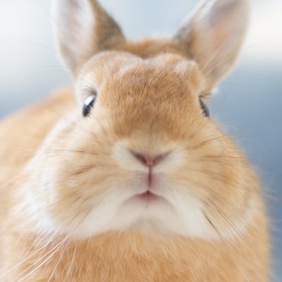 うさぎのうに🐰's profile picture