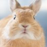 Фото профиля うさぎのうに🐰