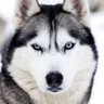 Profilbild von TOMOhusky