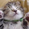 Profilbild von Ramu_Ramu