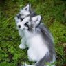 isabelle🐱🐢🌻🕊️ profil fotoğrafı