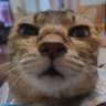 Profilbild von Piろ