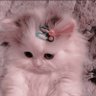 แงวชมพูวว ( •̯́ ₃ •̯̀)'s profile picture