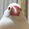 ニワコ𓅪4/13芦屋さくらランハーフ5/18八戸うみねこマラソン profil fotoğrafı