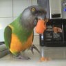 Chili Bird's profile picture