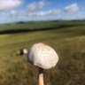 仿生🐑 的头像