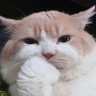 dikadalin's profile picture