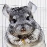 Xinxila_Atomica's profile picture