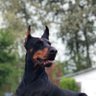 🇨🇦🍁Alex 🐶🐴 profil fotoğrafı