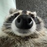 Carloto_ profil fotoğrafı
