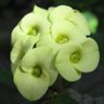 Фото профиля polyurethane Alkebulan