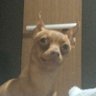 cachorro sigma🖤 profil fotoğrafı