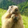 Фото профиля Marmotte Cro-magnon