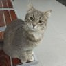 Фото профиля Mesut demir