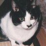 nonkun profil fotoğrafı
