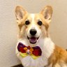 corgidisney (小豆まま) profil fotoğrafı