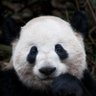 wangzhiwang91's profile picture