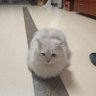 Mr.Li 的头像