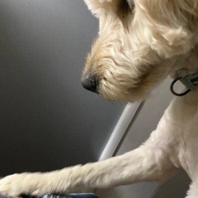 SurvivorKitty's profile picture