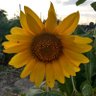 Rabarbar profil fotoğrafı