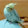 どんぐり王子 profil fotoğrafı