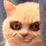 Profilbild von Gato