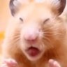 Profilbild von 倉鼠@500円