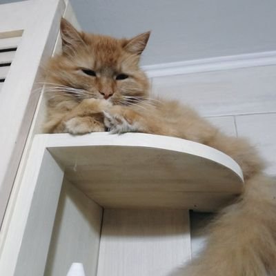 kotyachamamka's profile picture
