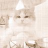 Фото профиля ケイジ ★ Webマーケター目指し'23/8/7講習修了も就職失敗組
