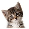 GattinnoCallatti's profile picture