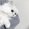 ✧宮舘涼太くん✧ 的头像
